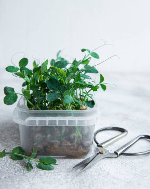 Mikro yeşiller. Bezelye tohumu. Mikroçimler filizleniyor. Evde tohum yetiştirme. Vegan ve sağlıklı beslenme konsepti.