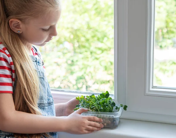 Маленька Дівчинка Біля Вікна Спостерігає Росте Мікрозелений Горох — стокове фото