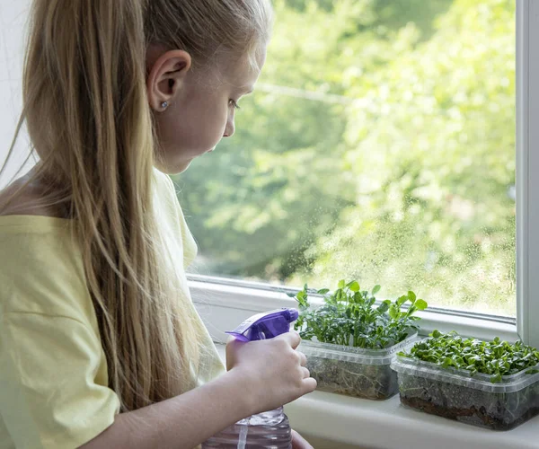 A little girl at the window watches how microgreen grow