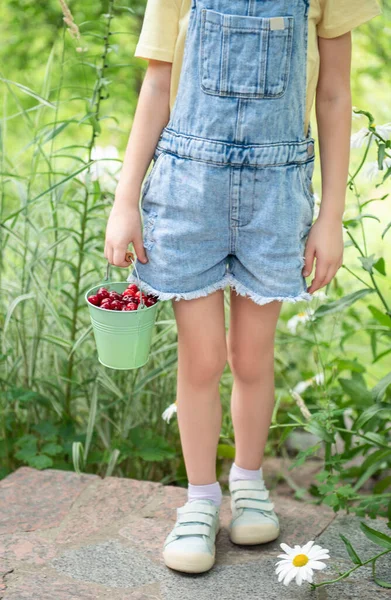 Cute Little Girl Picks Cherry Tree Cherry Garden — Stock Photo, Image