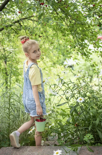 Cute Little Girl Picks Cherry Tree Cherry Garden — Stock Photo, Image