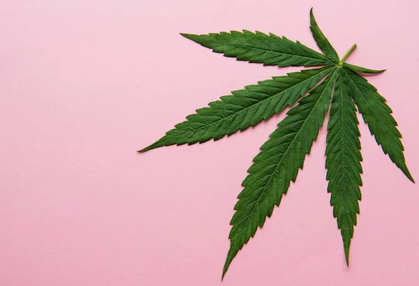 Zelené Listy Konopí Růžovém Pozadí Pěstuje Lékařskou Marihuanu Koncepce Bylinné — Stock fotografie