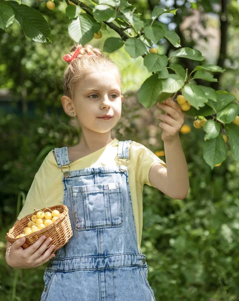 Мила Дівчинка Вибирає Солодку Вишню Дерева Саду Вишні — стокове фото