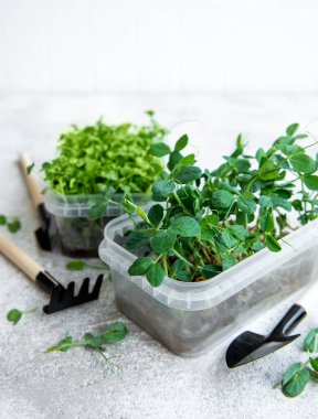 Ahşap masada mikro yeşillik çeşitleri. Sağlıklı yaşam tarzı