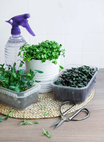 Ahşap masada mikro yeşillik çeşitleri. Sağlıklı yaşam tarzı