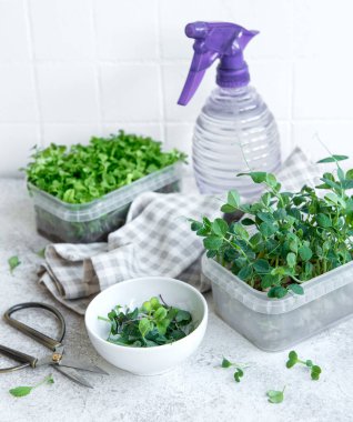 Ahşap masada mikro yeşillik çeşitleri. Sağlıklı yaşam tarzı