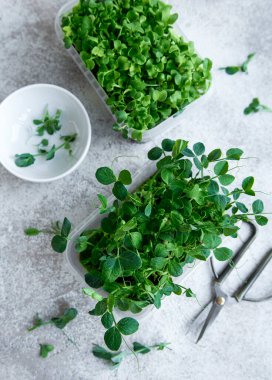 Ahşap masada mikro yeşillik çeşitleri. Sağlıklı yaşam tarzı