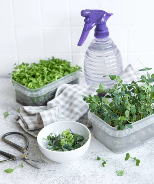 Ahşap masada mikro yeşillik çeşitleri. Sağlıklı yaşam tarzı