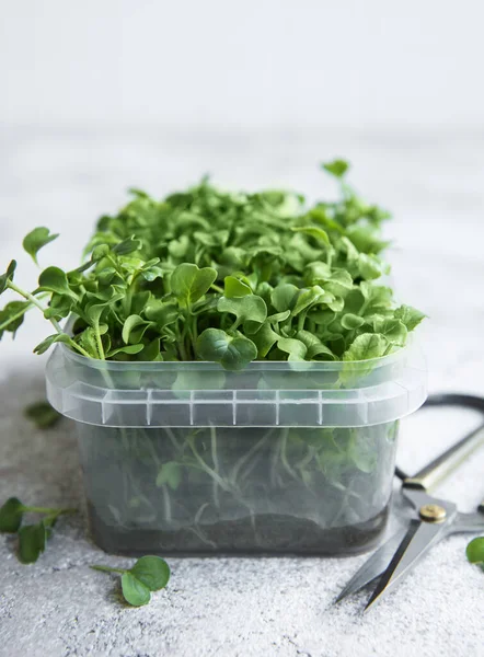 Mikro yeşiller. Filizlenmiş Turp Tohumu. Mikroçimler filizleniyor. Evde tohum yetiştirme. Vegan ve sağlıklı beslenme konsepti.