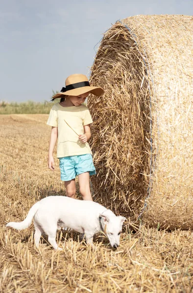 Menina Cachorro Divertindo Campo Trigo Dia Verão Criança Brincando Campo — Fotografia de Stock