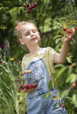 Şirin küçük kız kiraz bahçesindeki bir ağaçtan kiraz topluyor.