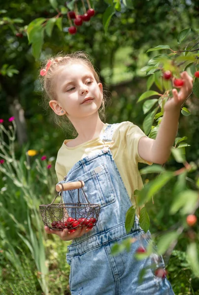 Şirin küçük kız kiraz bahçesindeki bir ağaçtan kiraz topluyor.
