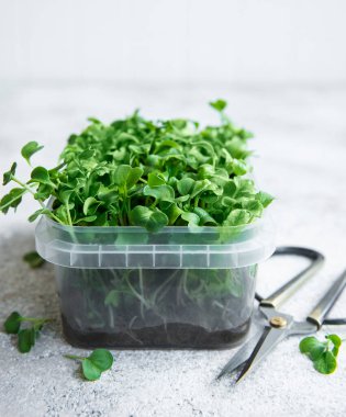 Mikro yeşiller. Filizlenmiş Turp Tohumu. Mikroçimler filizleniyor. Evde tohum yetiştirme. Vegan ve sağlıklı beslenme konsepti.