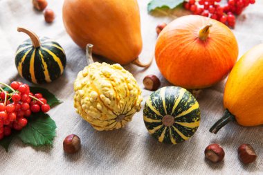 Kırsal bir sonbahar tekstil arka planında balkabaklarıyla sakin bir hayat