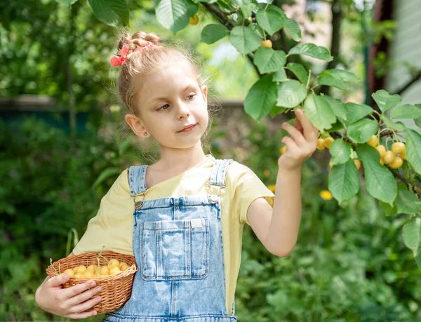 Мила Дівчинка Вибирає Солодку Вишню Дерева Саду Вишні — стокове фото