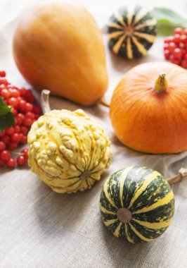 Sonbahar kompozisyonu, rahat sonbahar sezonu, tekstil arka planında balkabakları ve yapraklar. Şükran Günü tatili sembolü, düz yatış.