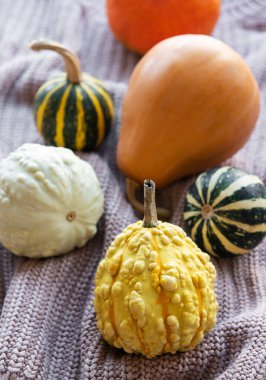 Örülmüş tekstil arka planında balkabaklarıyla kırsal bir sonbahar.