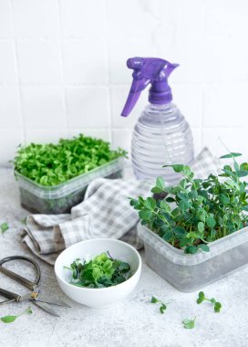 Ahşap masada mikro yeşillik çeşitleri. Sağlıklı yaşam tarzı