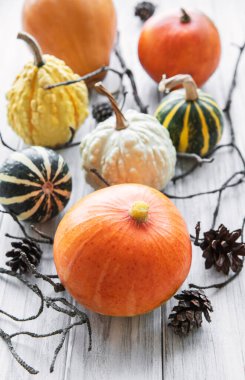 Kırsal arkaplanda çok renkli balkabaklarıyla sonbahar bileşimi