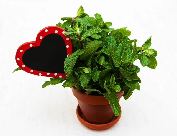 Mint in a clay pot — Stock Photo, Image