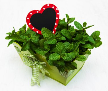 Metal bir tencereye nane