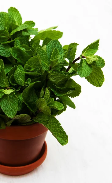 Mint in a clay pot — Stock Photo, Image