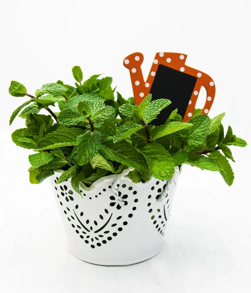 Mint in a  pot — Stock Photo, Image