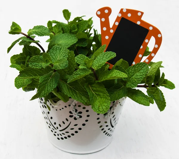 Mint in a  pot — Stock Photo, Image