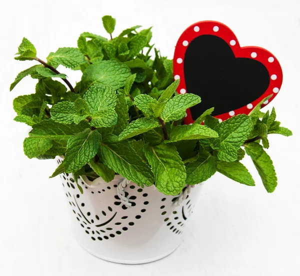 Mint in a metal  pot — Stock Photo, Image