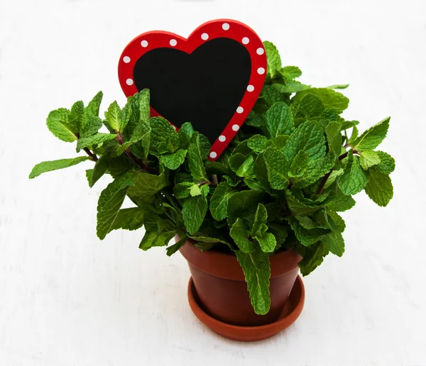 Mint in a clay pot — Stock Photo, Image