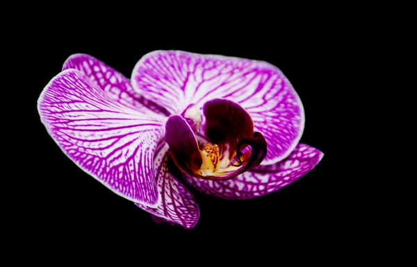Orquídeas em um preto — Fotografia de Stock