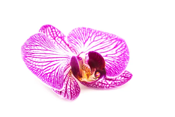 Orquídeas em um branco — Fotografia de Stock