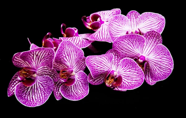 Orchideen auf einem schwarzen — Stockfoto