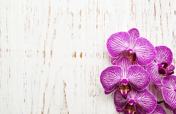 Orkideer royaltyfrie gratis stockbilder
