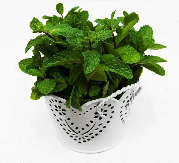 Mint in a white pot — Stock Photo, Image