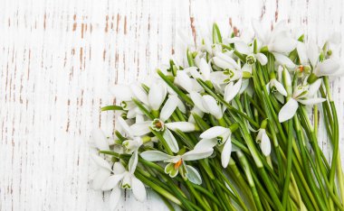 kardelen grup ahşap arka plan üzerinde