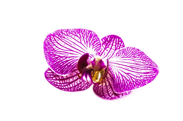 Orquídea em um branco — Fotografia de Stock