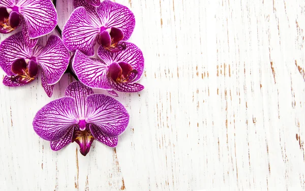 Orchidee — Foto Stock