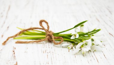 kardelen grup ahşap arka plan üzerinde