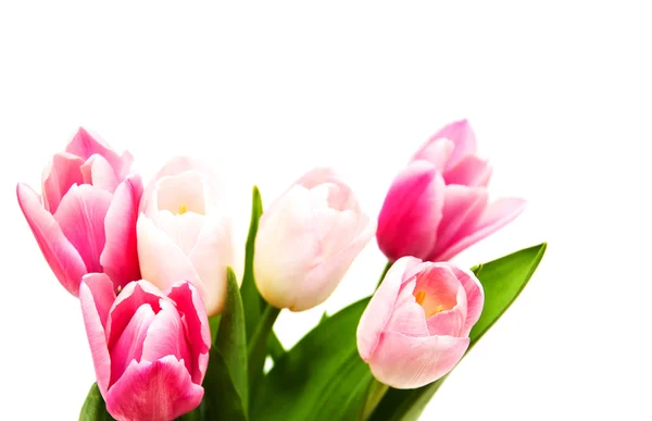 Pink colored tulip flowers — Stock Photo, Image