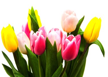 Renkli lale çiçekleri