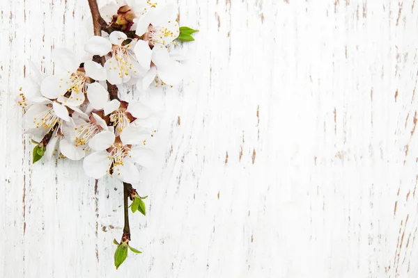 Spring blossom on wood background — Stock Photo, Image