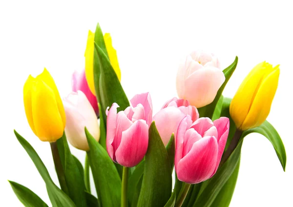 Colorful tulip flowers — Stock Photo, Image