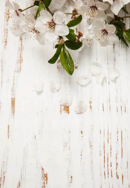 Spring blossom on wood background — Stock Photo, Image