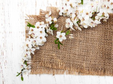 kiraz çiçekleri ve çuval bezi dalı