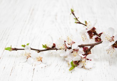 ahşap arka plan bahar çiçeği