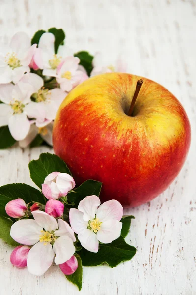 Flores de manzanos y manzanos — Foto de Stock