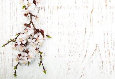 ahşap arka plan bahar çiçeği