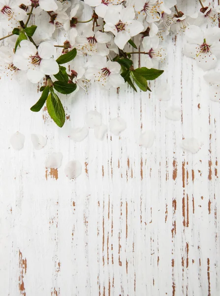 Spring blossom on wood background — Stock Photo, Image