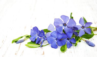 perwinkle